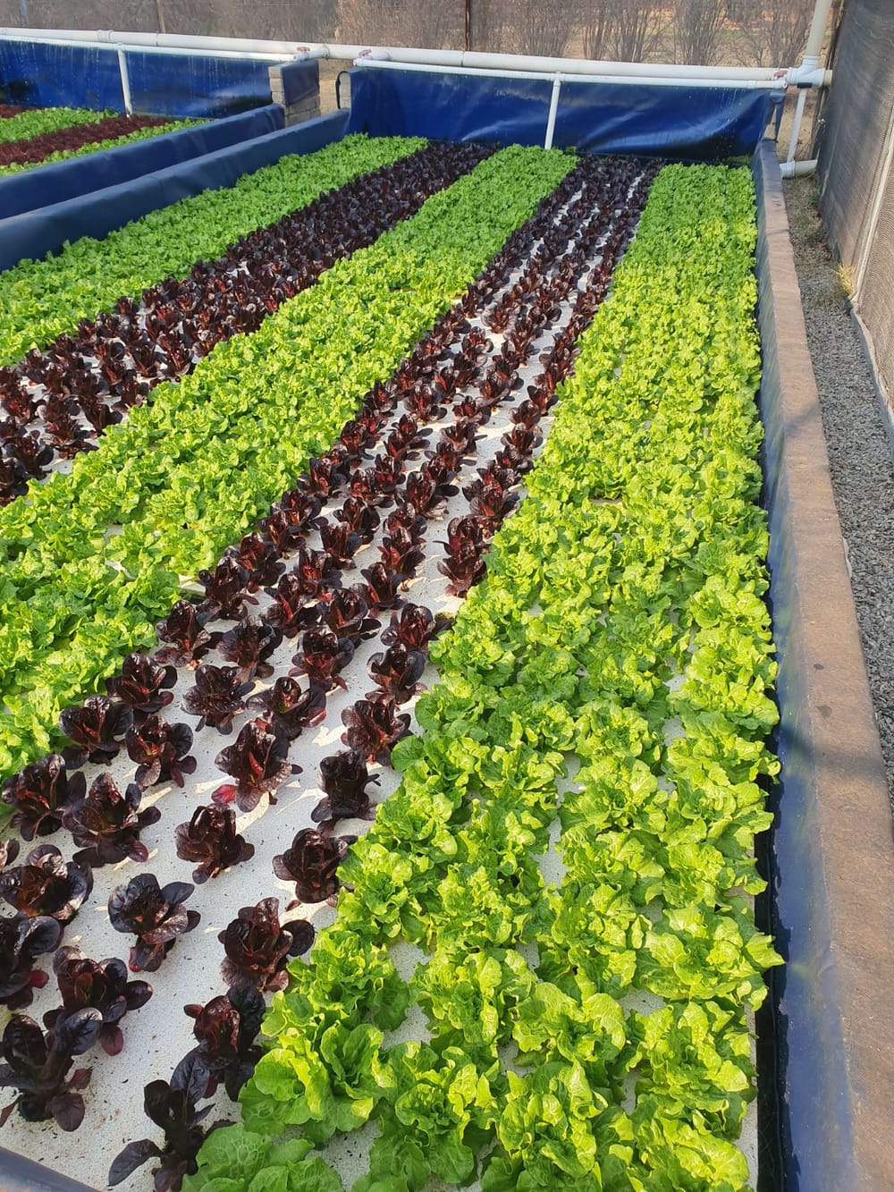 Striped rows of cos and red lettuce