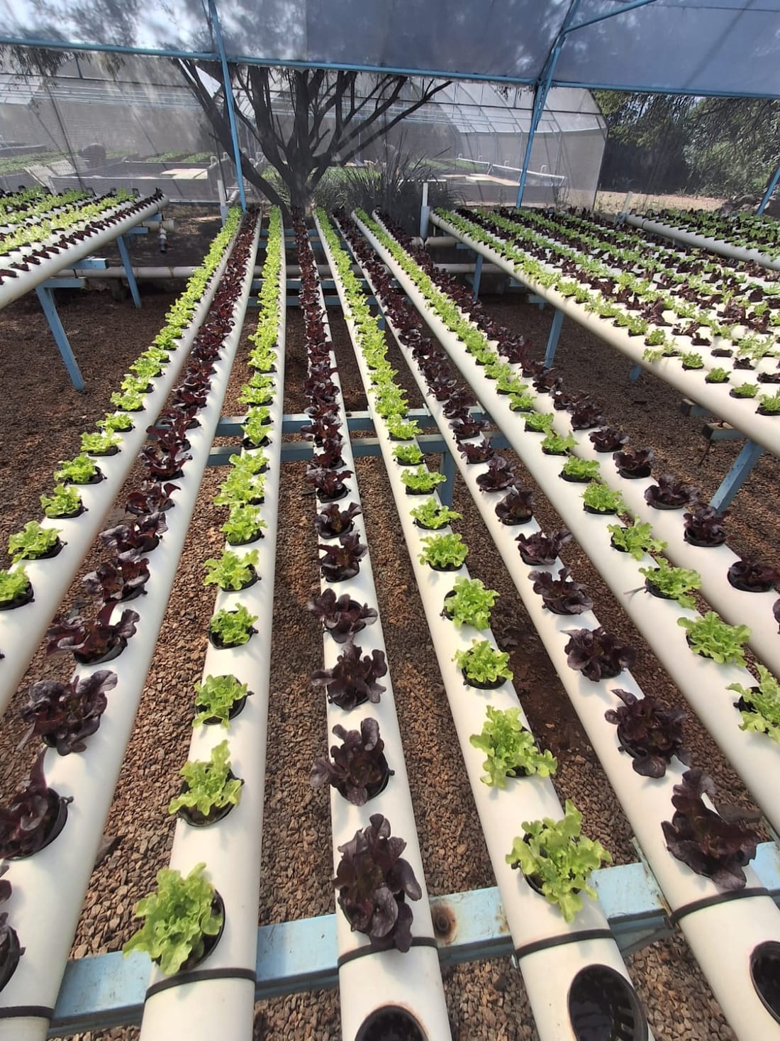 Lettuce growing in NFT channels